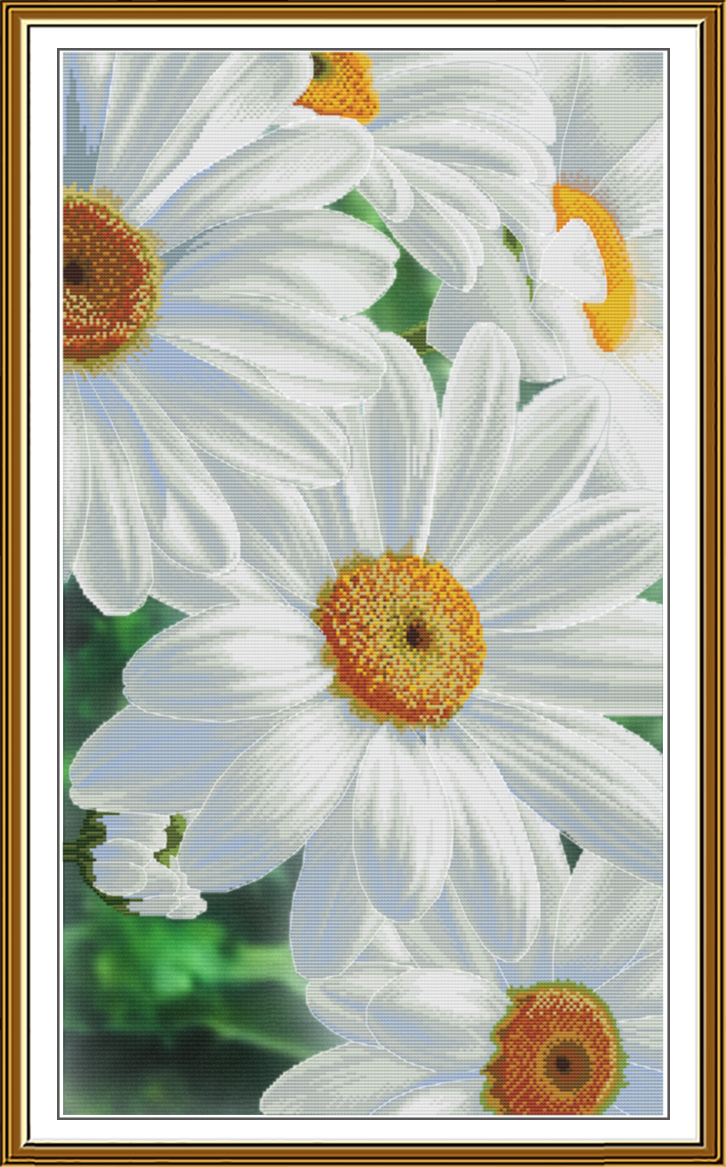 CP3476 The tenderness of daisies