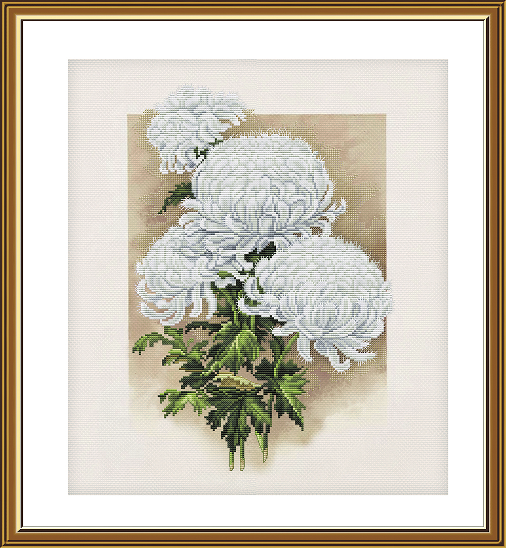 CP2282 White Chrysanthemum