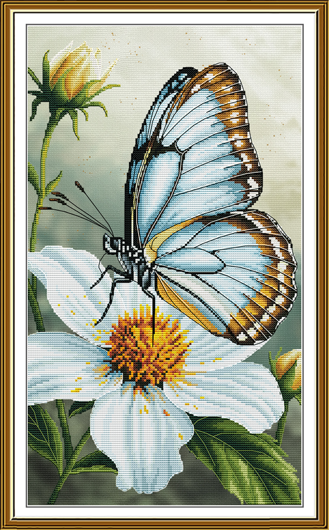 CP3493 Butterfly